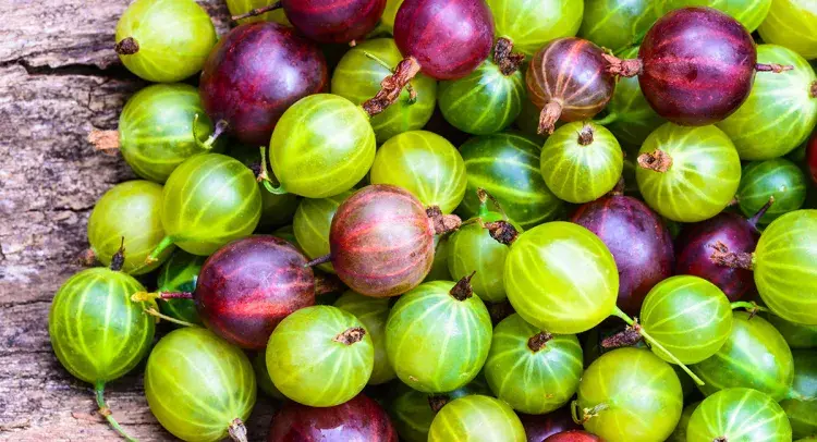 Gooseberry Jam 